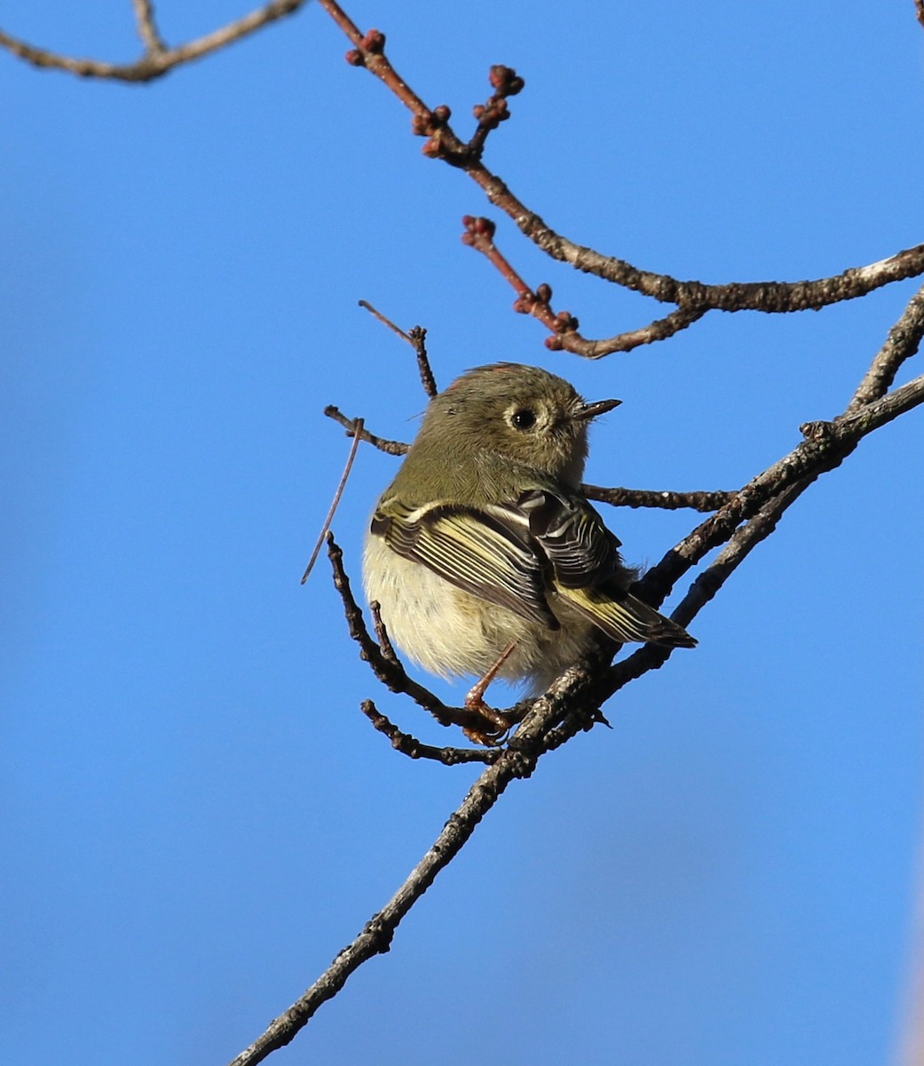 Ruby-crowned Kinglet - ML627104214