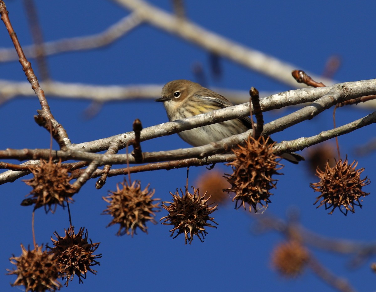 Yellow-rumped Warbler (Myrtle) - ML627104232