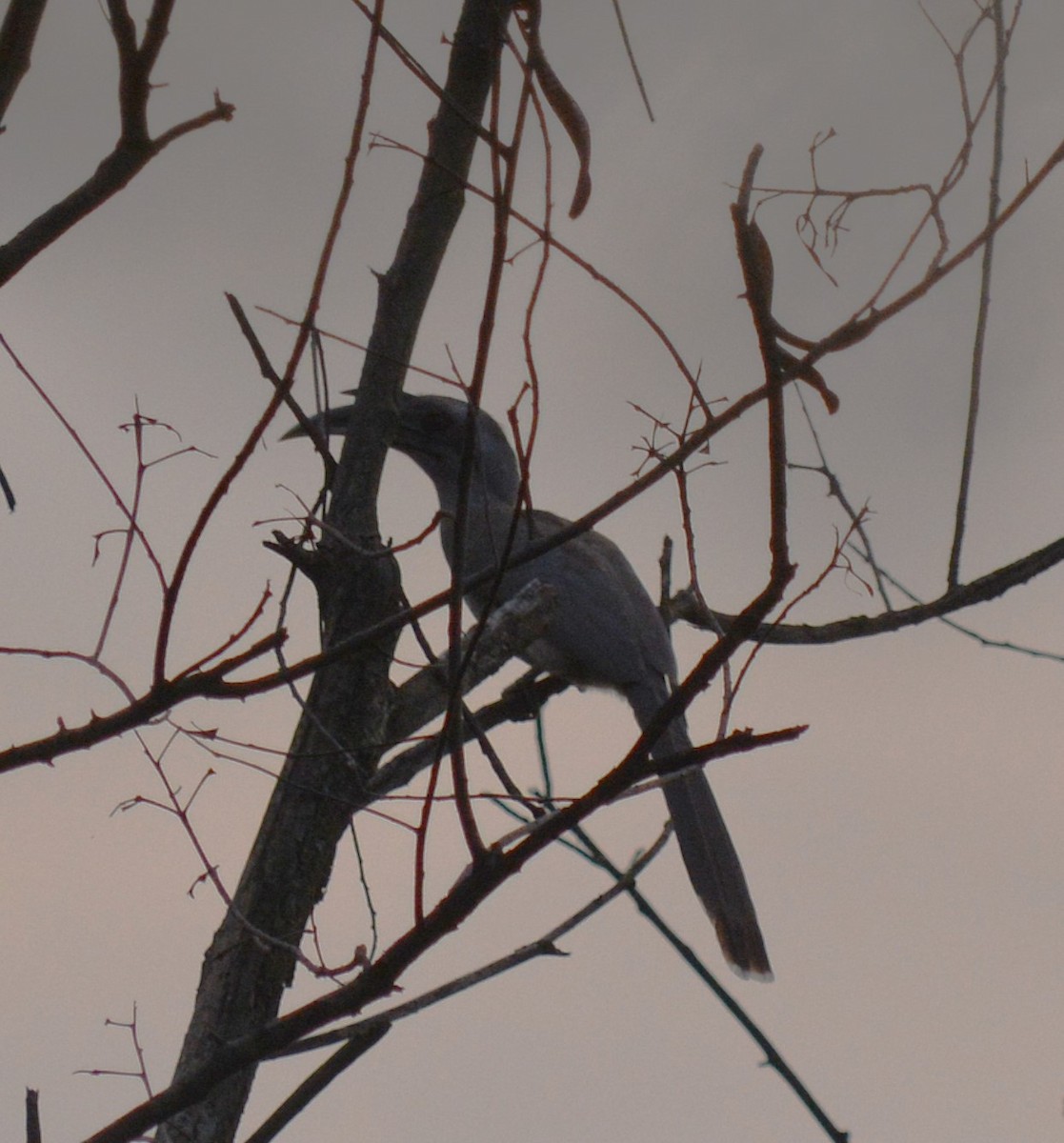 Indian Gray Hornbill - ML627104401