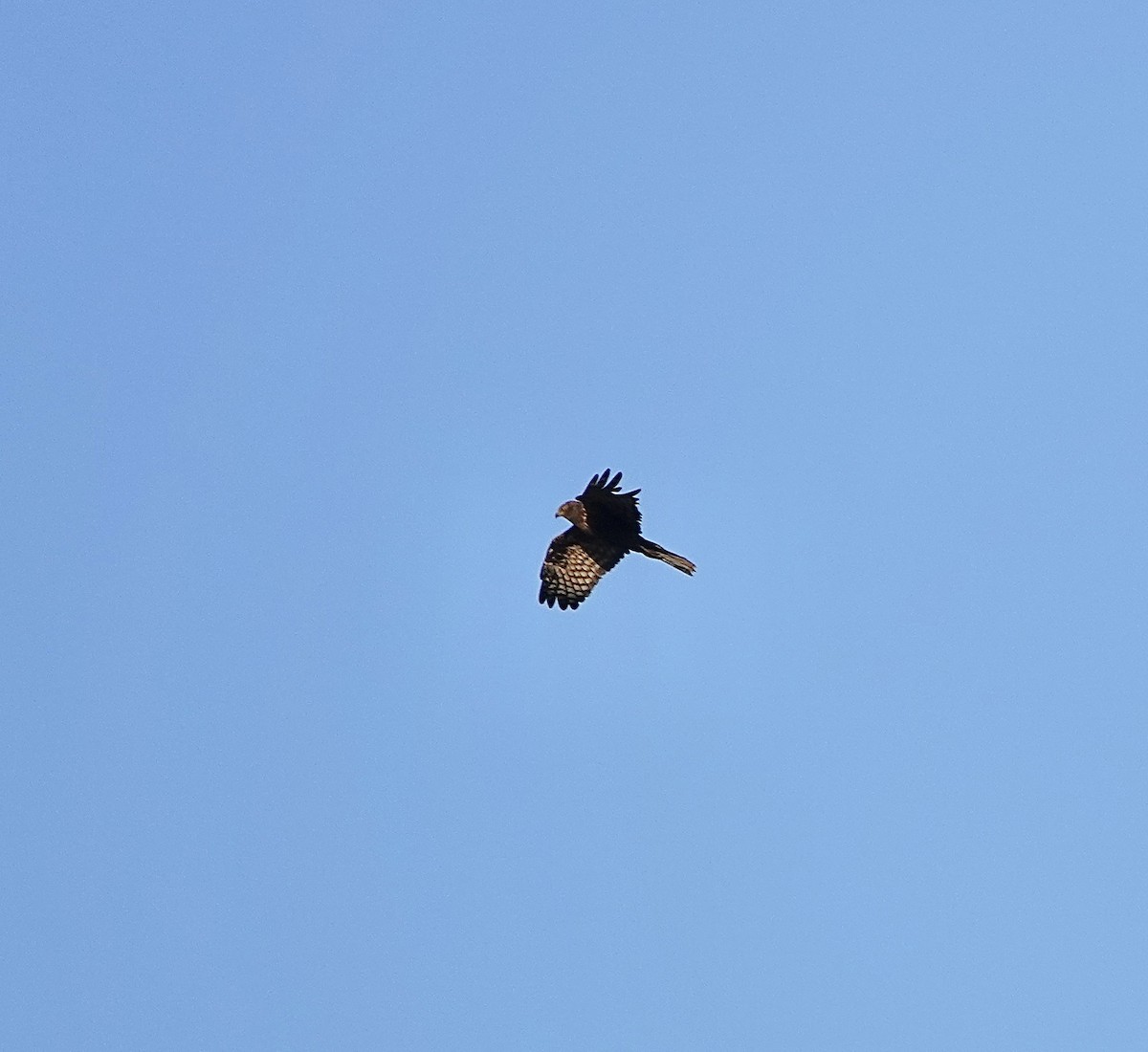 African Marsh Harrier - ML627104441