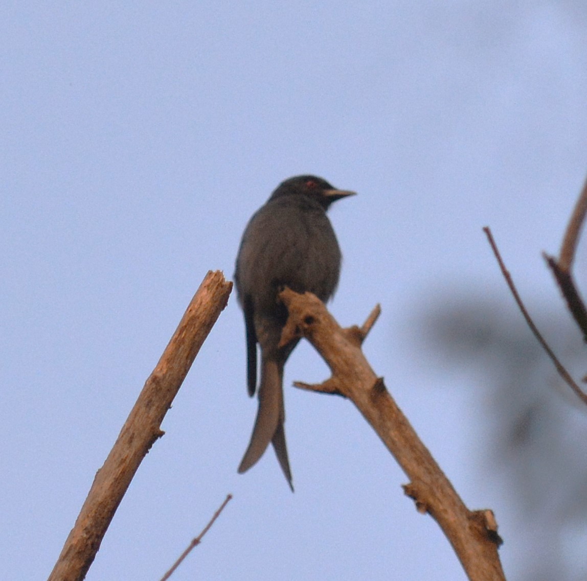 Ashy Drongo - ML627104472