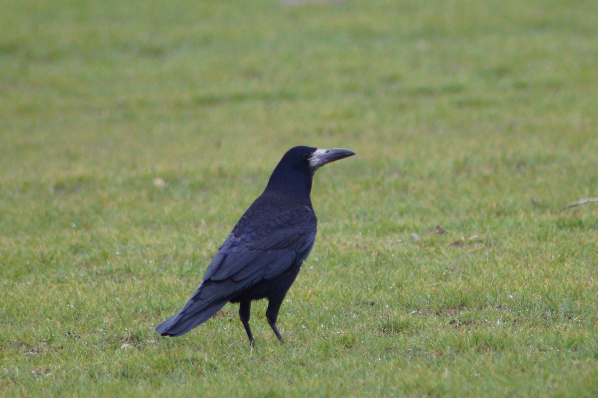 Corbeau freux - ML627104493