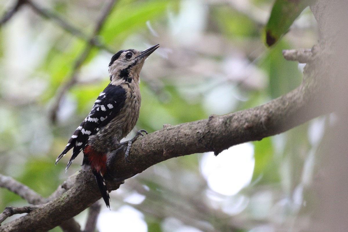 woodpecker sp. - ML627104609