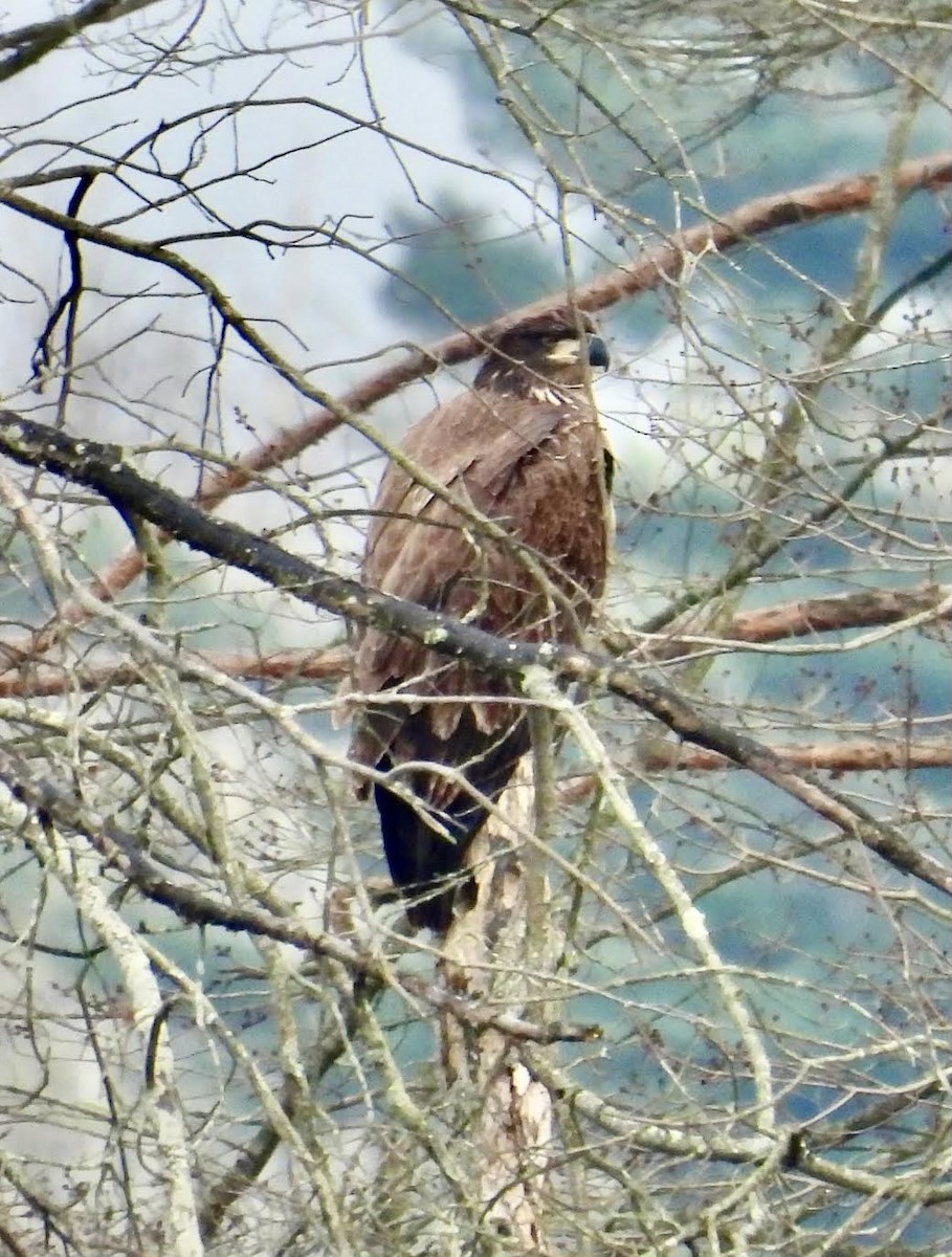 Bald Eagle - ML627104639