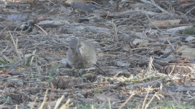 Curve-billed Thrasher - ML627104662