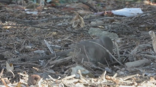 Curve-billed Thrasher - ML627104663