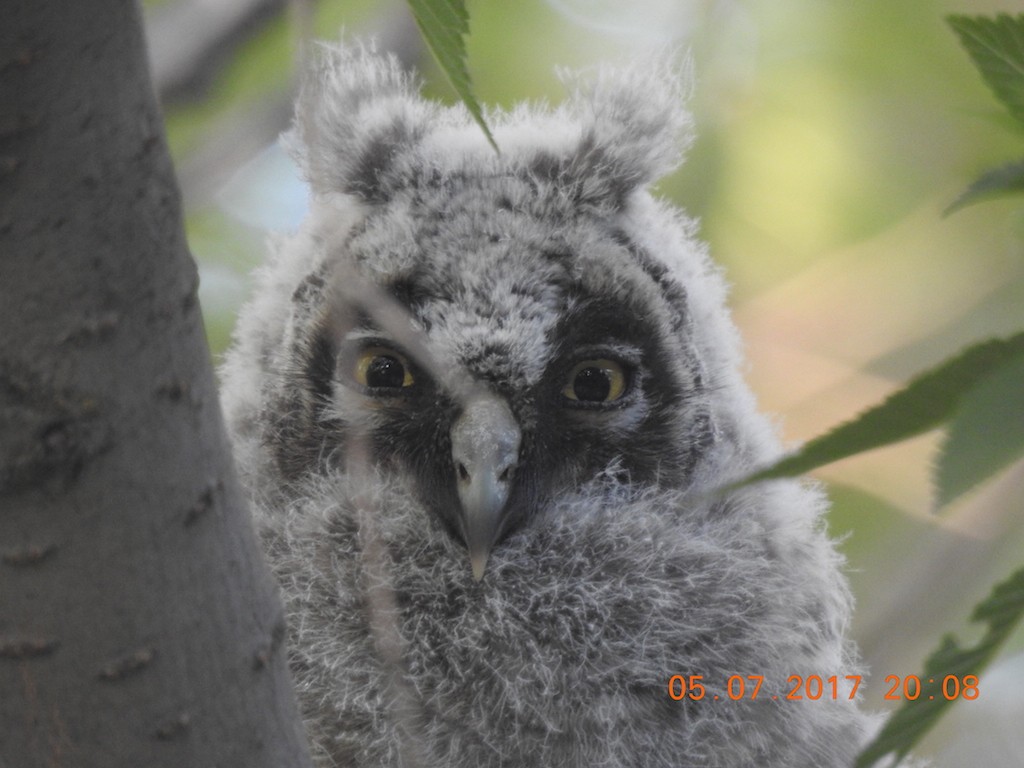 Long-eared Owl - ML62710471