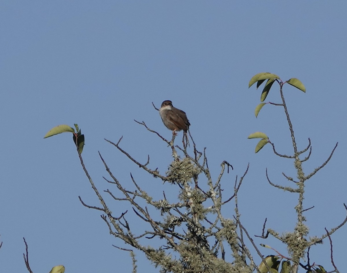 Trilling Cisticola - ML627104768