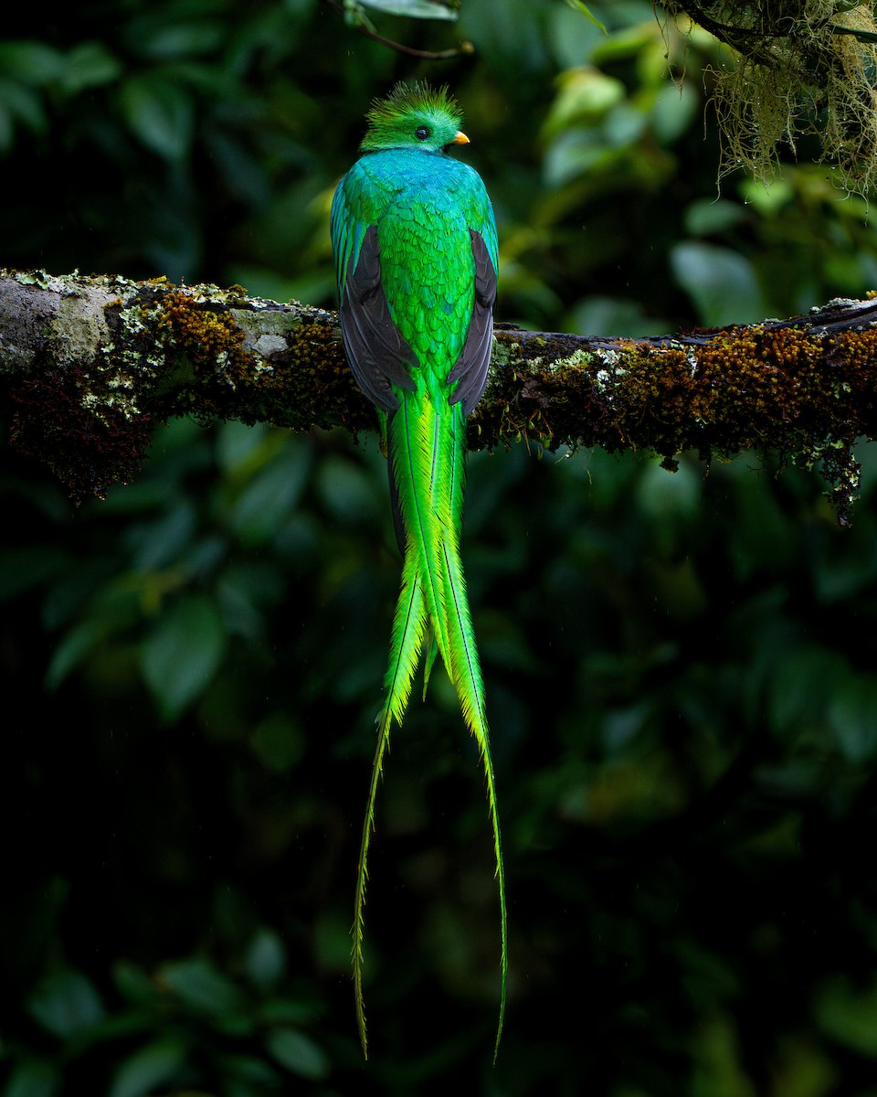 Resplendent Quetzal - ML627104824