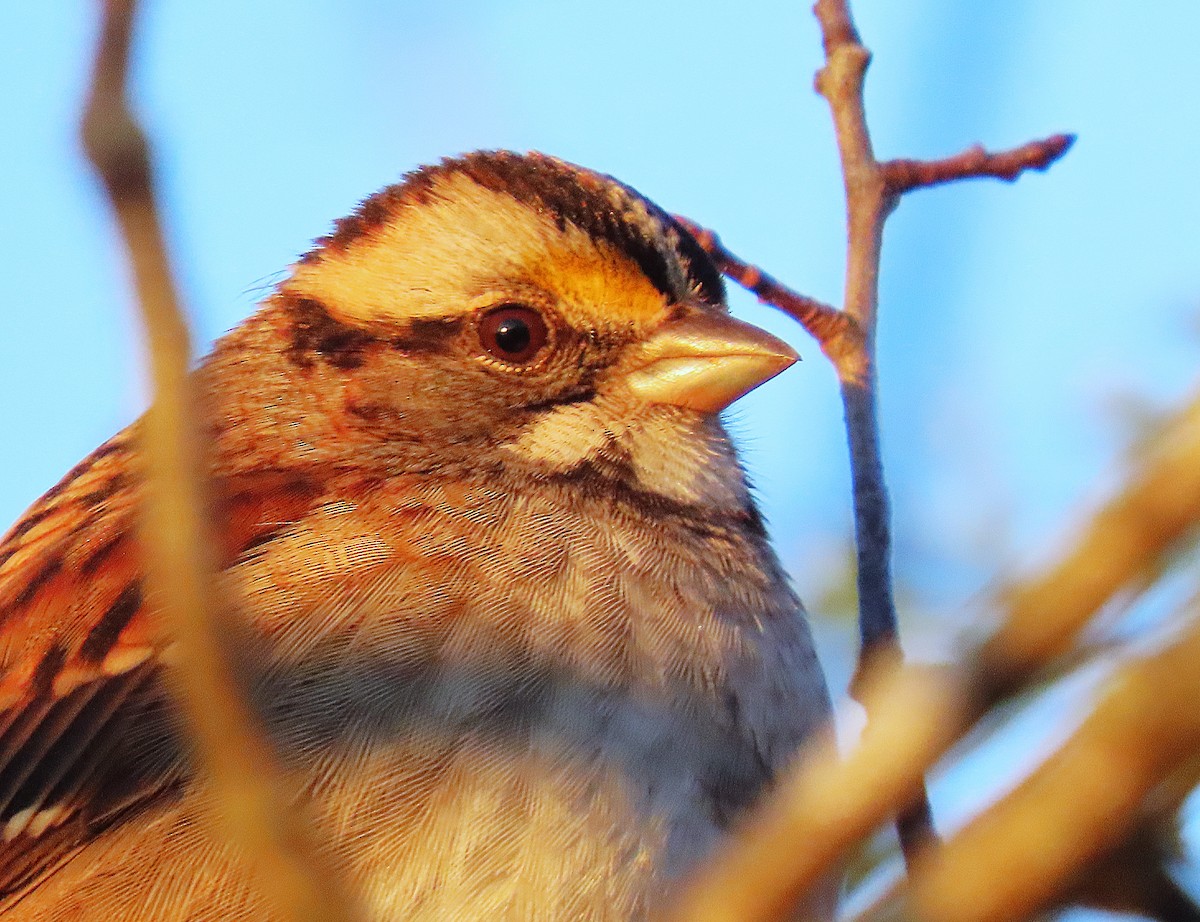 White-throated Sparrow - ML627104862