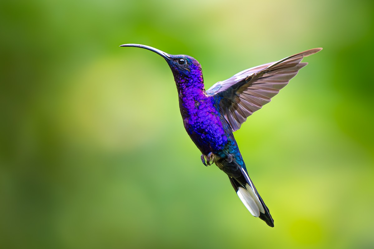 Violet Sabrewing - ML627104885