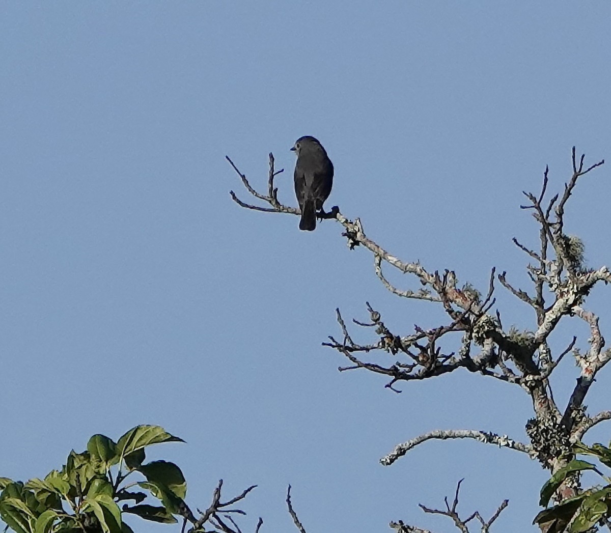 White-eyed Slaty-Flycatcher - ML627104891