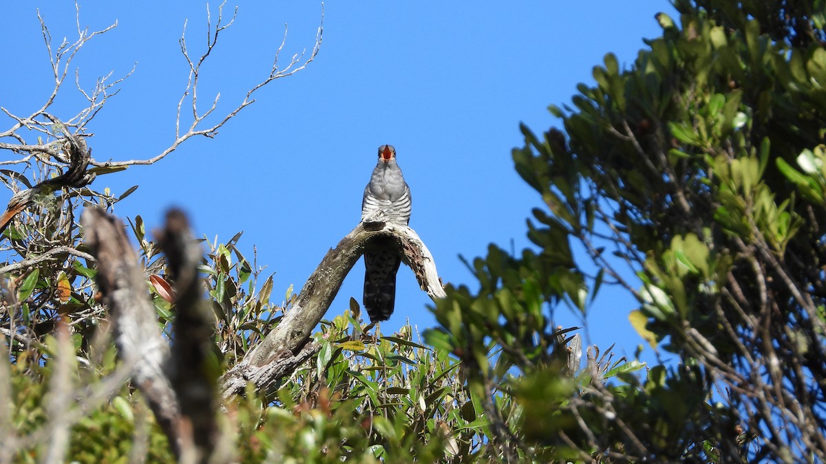Madagascar Cuckoo - ML627105020