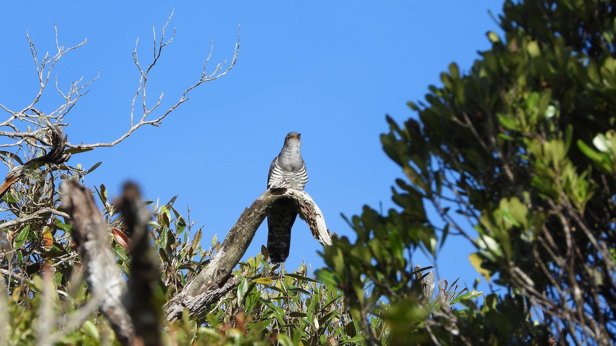 Madagascar Cuckoo - ML627105021