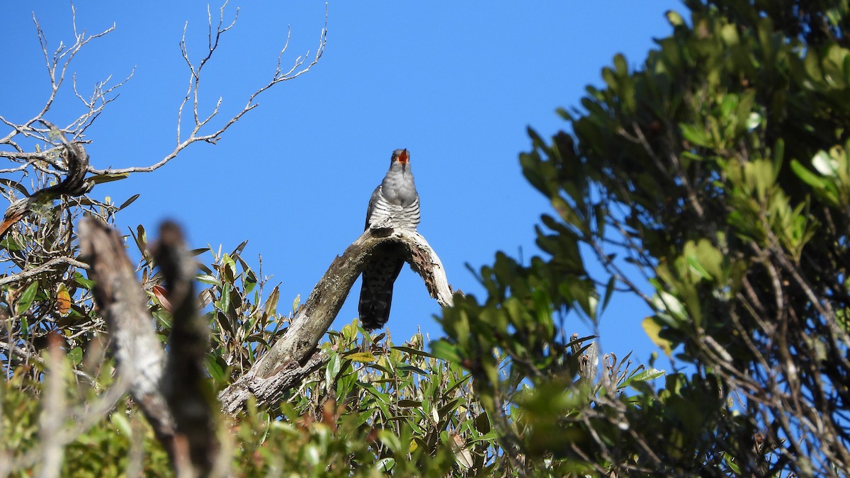 Madagascar Cuckoo - ML627105022