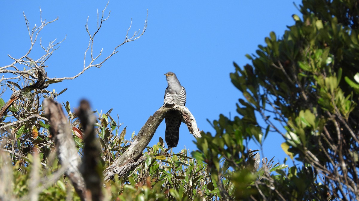 Madagascar Cuckoo - ML627105023