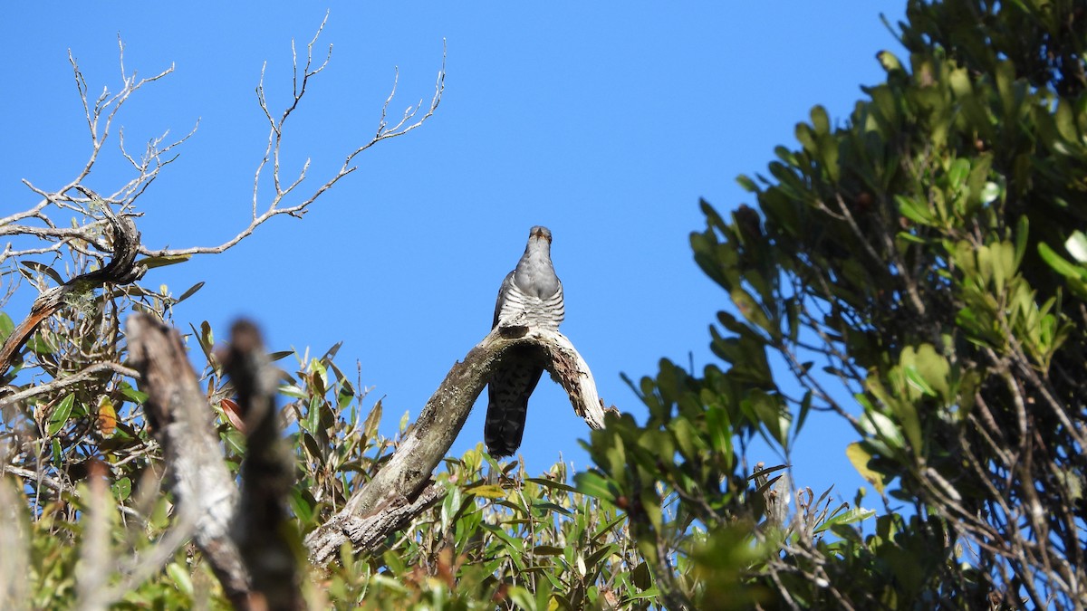 Madagascar Cuckoo - ML627105026