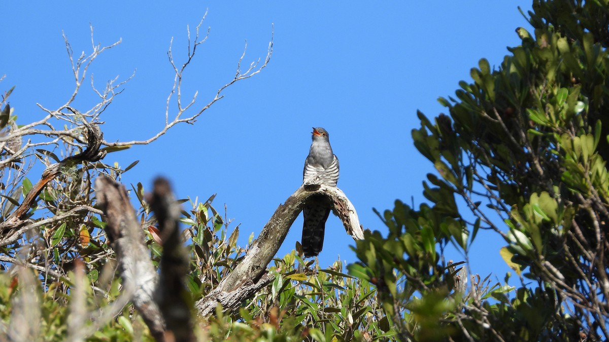 Madagascar Cuckoo - ML627105027
