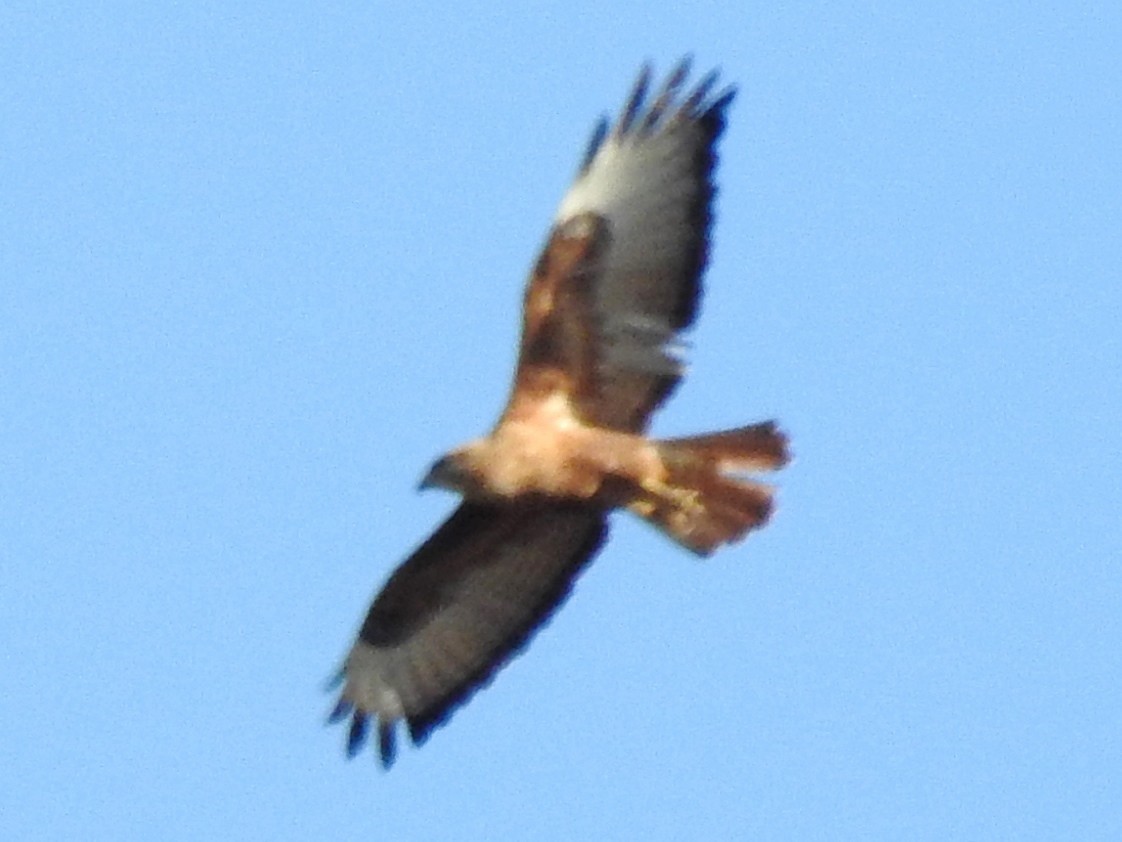 Mäusebussard (vulpinus/menetriesi) - ML627105139