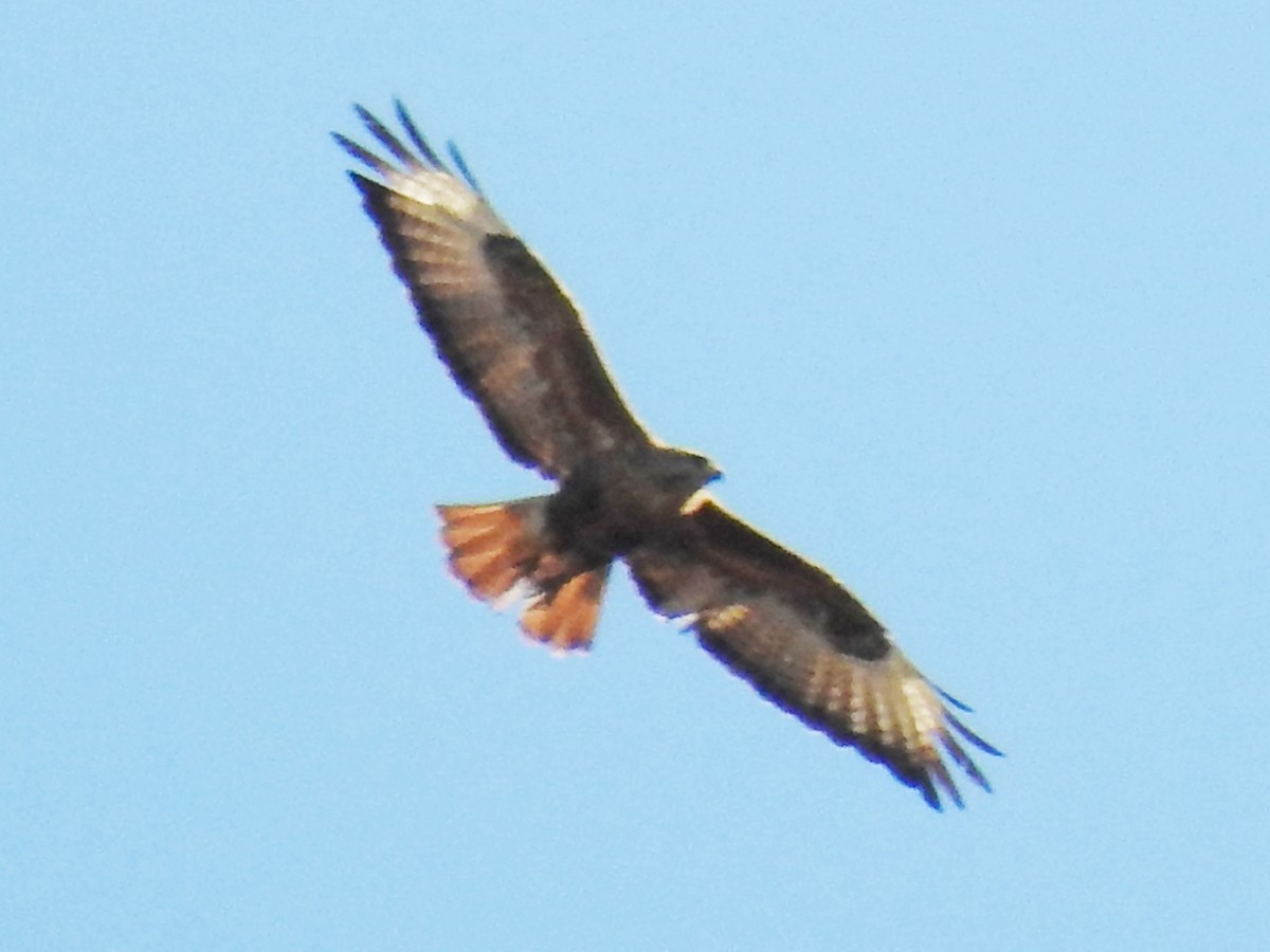 Mäusebussard (vulpinus/menetriesi) - ML627105140