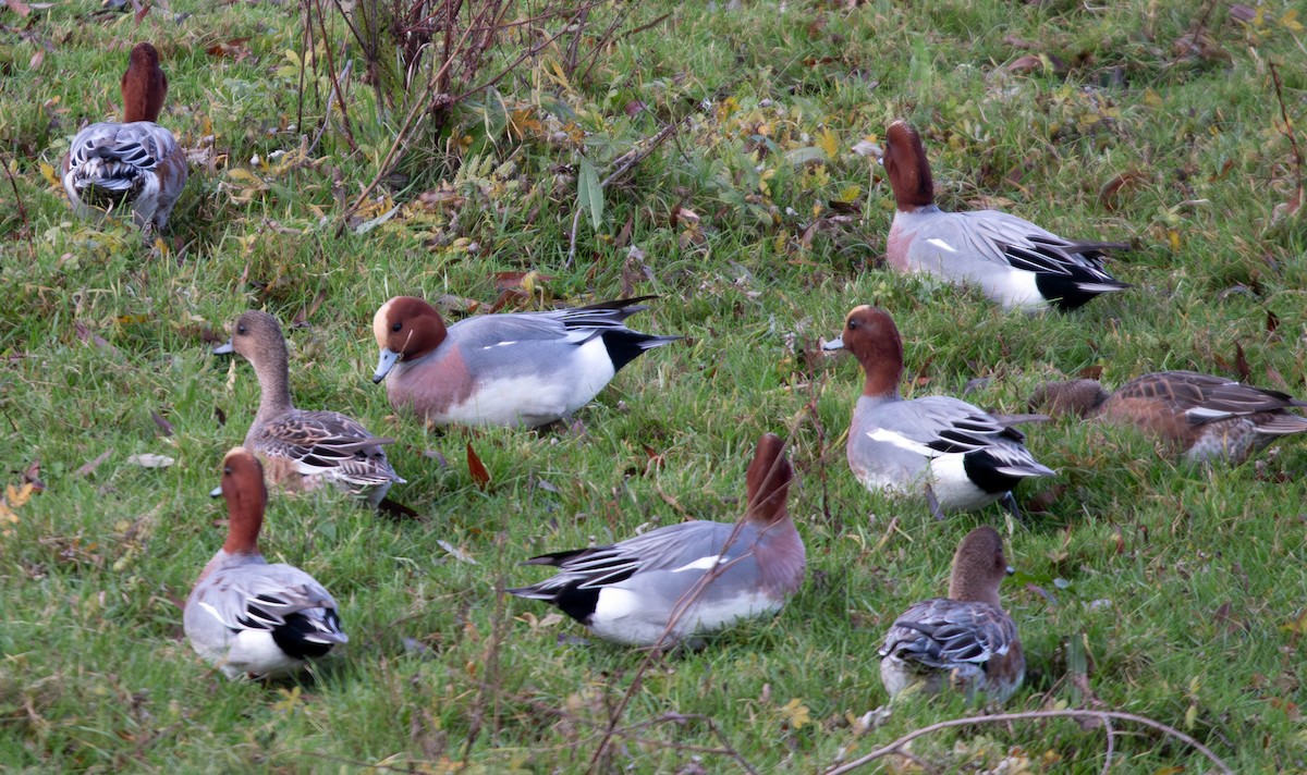 Canard siffleur - ML627105405