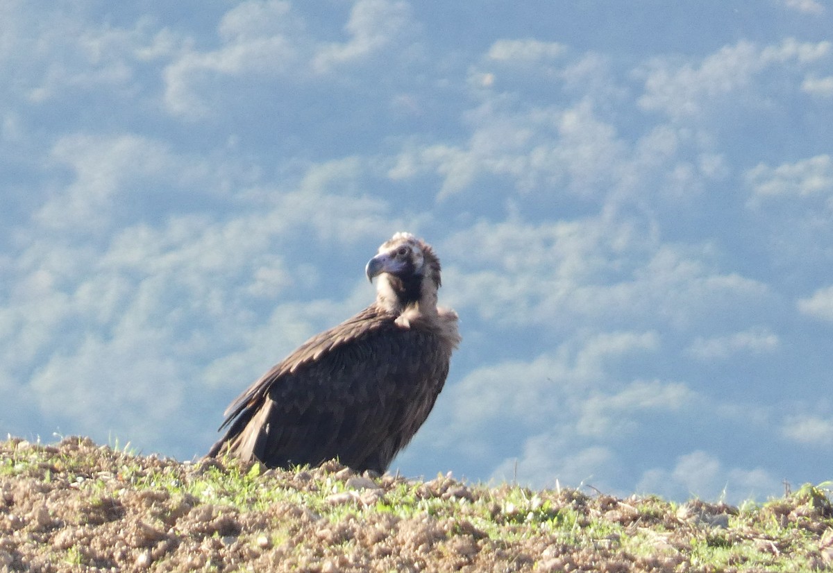 Cinereous Vulture - ML627105666