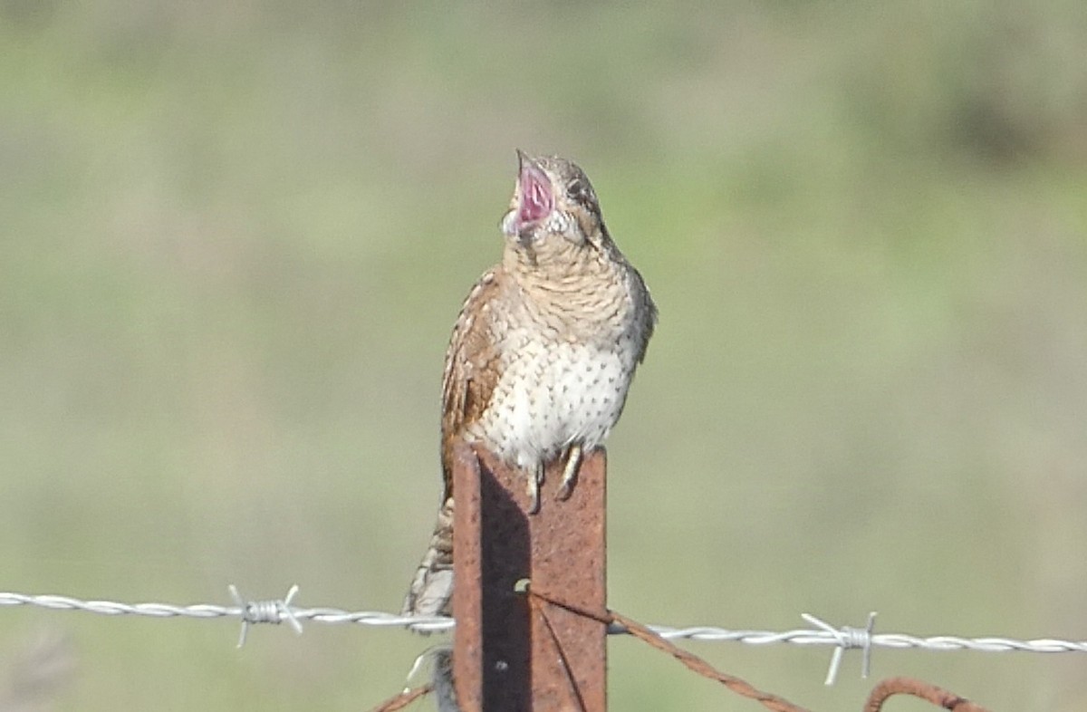 Eurasian Wryneck - ML627105712