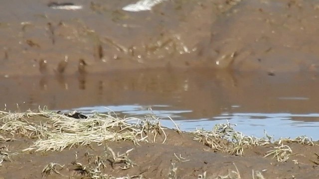 American Pipit - ML627105775