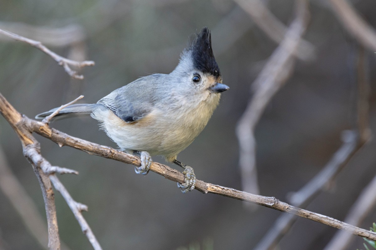 Black-crested Titmouse - ML627105845