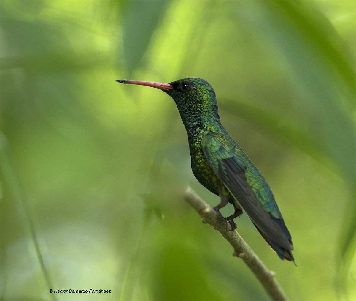 アオムネヒメエメラルドハチドリ - ML627105890