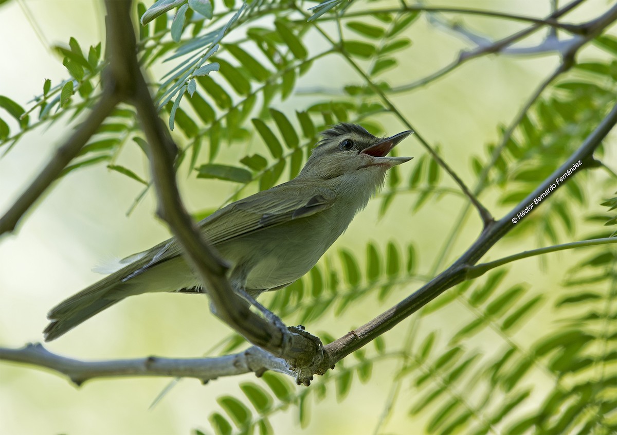 チヴィモズモドキ - ML627105894