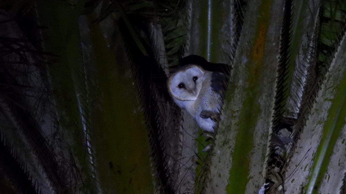 Western Barn Owl (African) - ML627105906