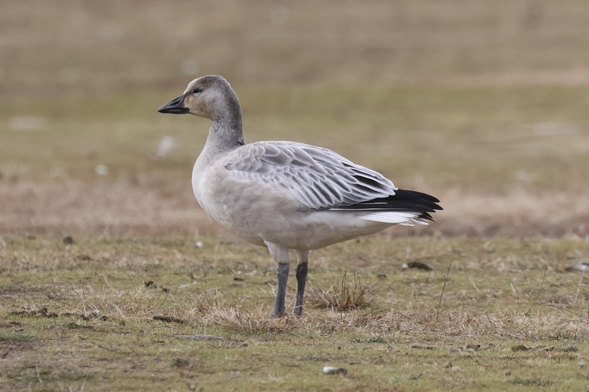Snow Goose - ML627105927