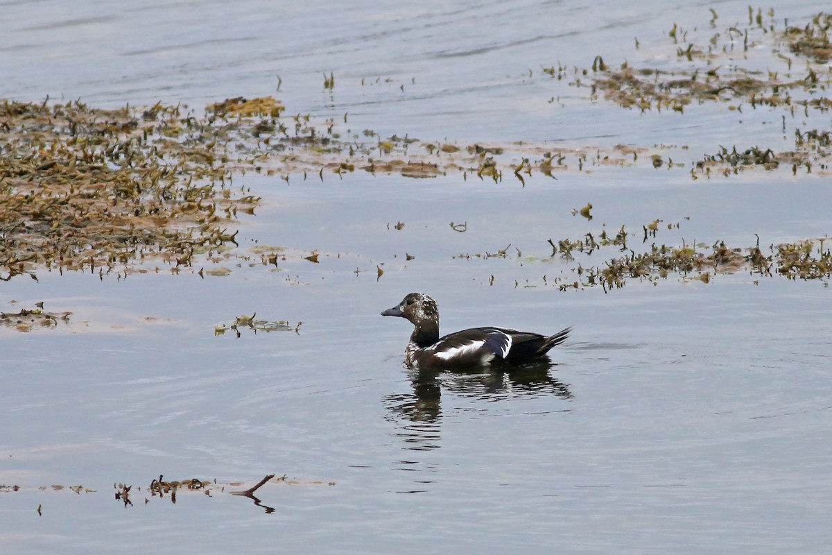 Steller's Eider - ML627105936