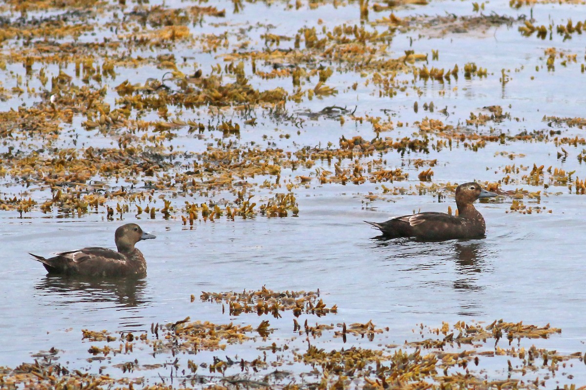 Steller's Eider - ML627105938