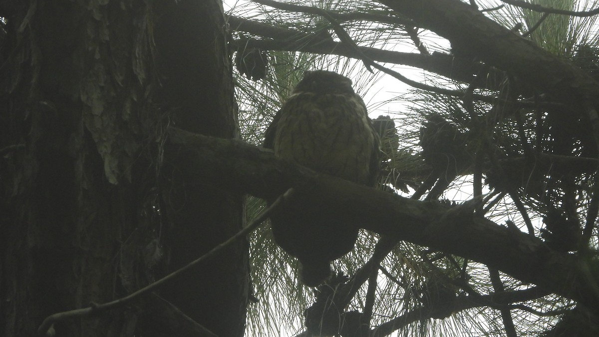 Madagascar Owl - ML627106036