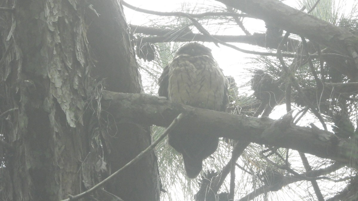 Madagascar Owl - ML627106037