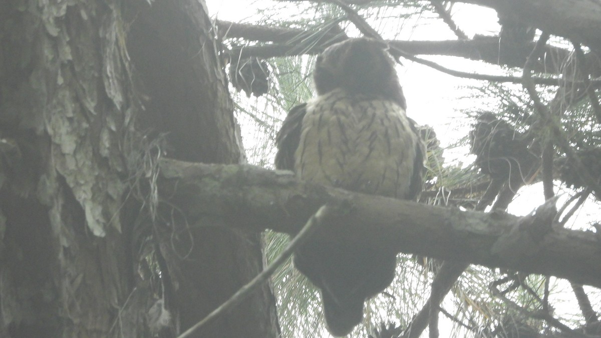 Madagascar Owl - ML627106038