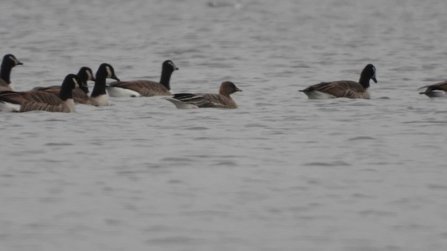 Pink-footed Goose - ML627106136