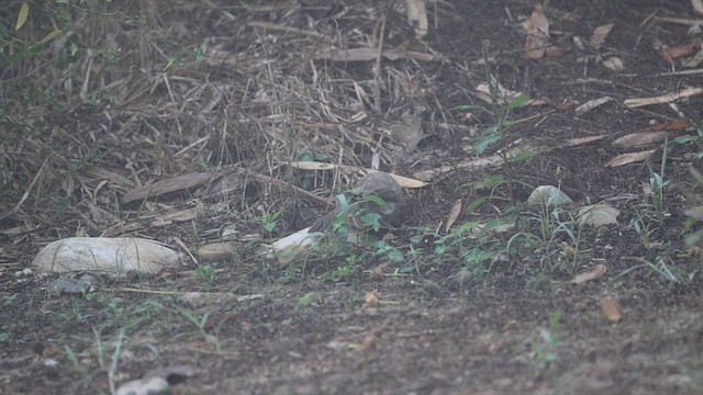 Jungle Babbler (Jungle) - ML627106400