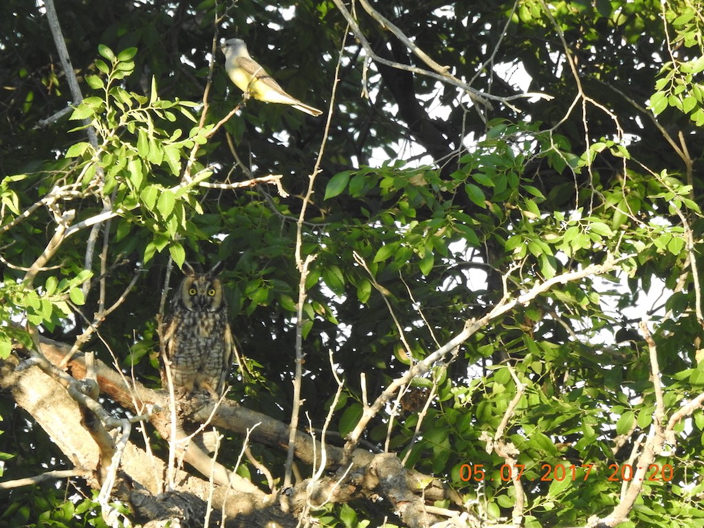 Long-eared Owl - ML62710691