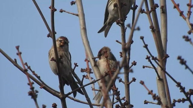 Redpoll (Common) - ML627106952