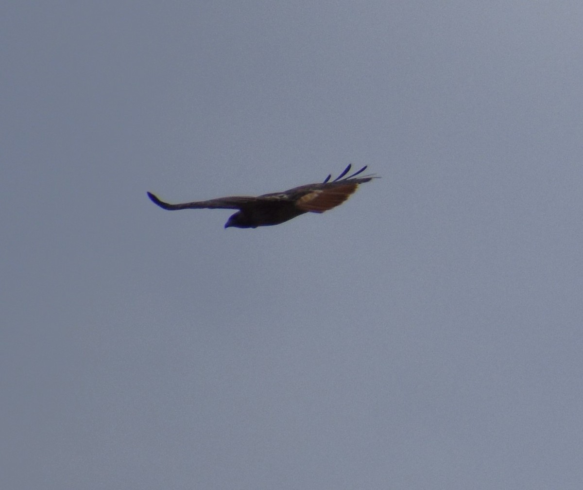Red-tailed Hawk - ML627107372