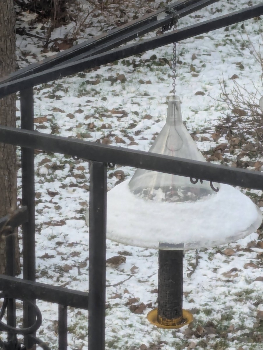 Purple Finch - ML627107381