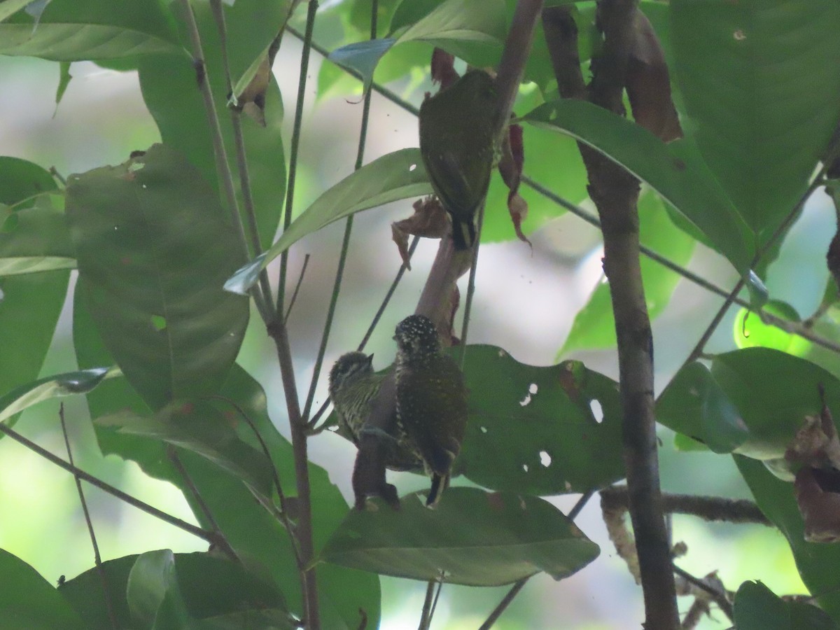 ildkronepikulett (buffonii) - ML627107494