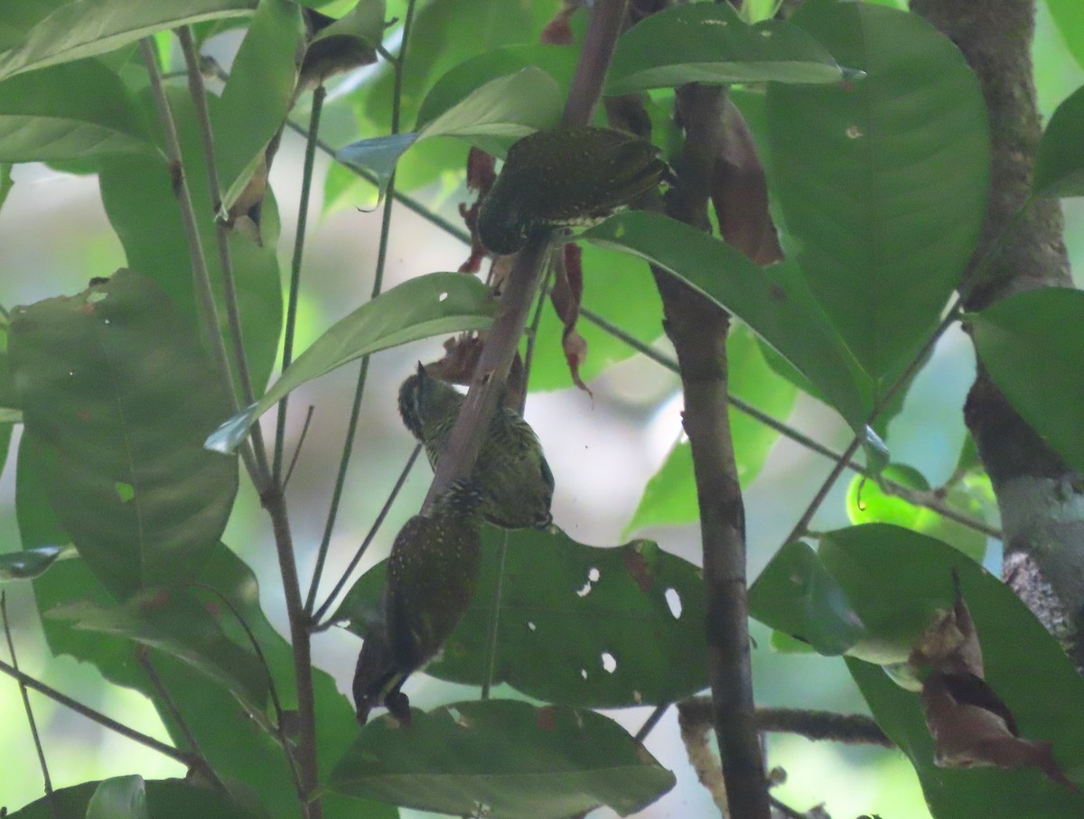 ildkronepikulett (buffonii) - ML627107495