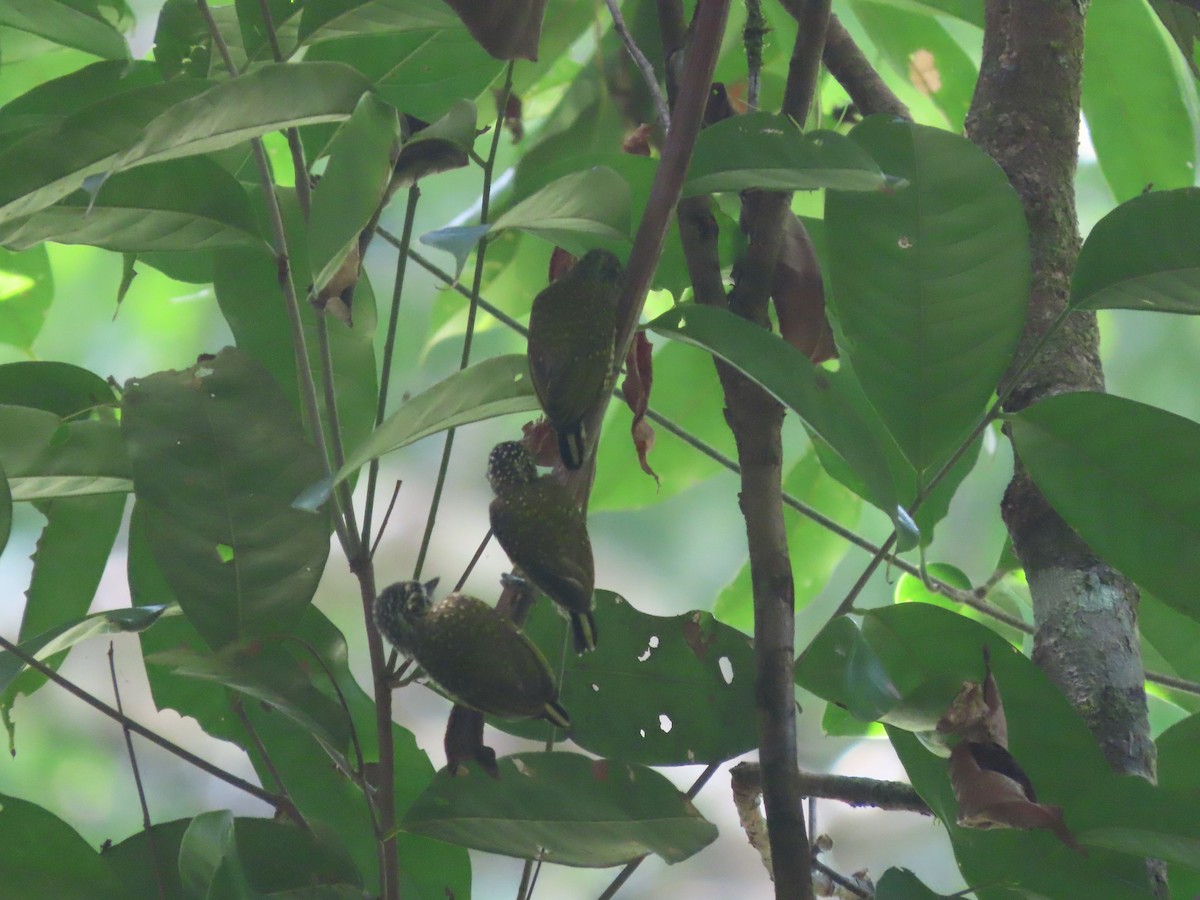 ildkronepikulett (buffonii) - ML627107496