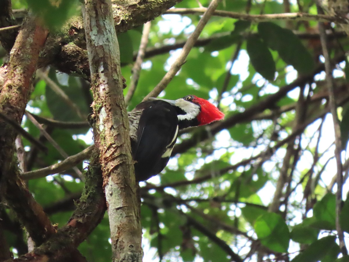 høvdingspett - ML627107500