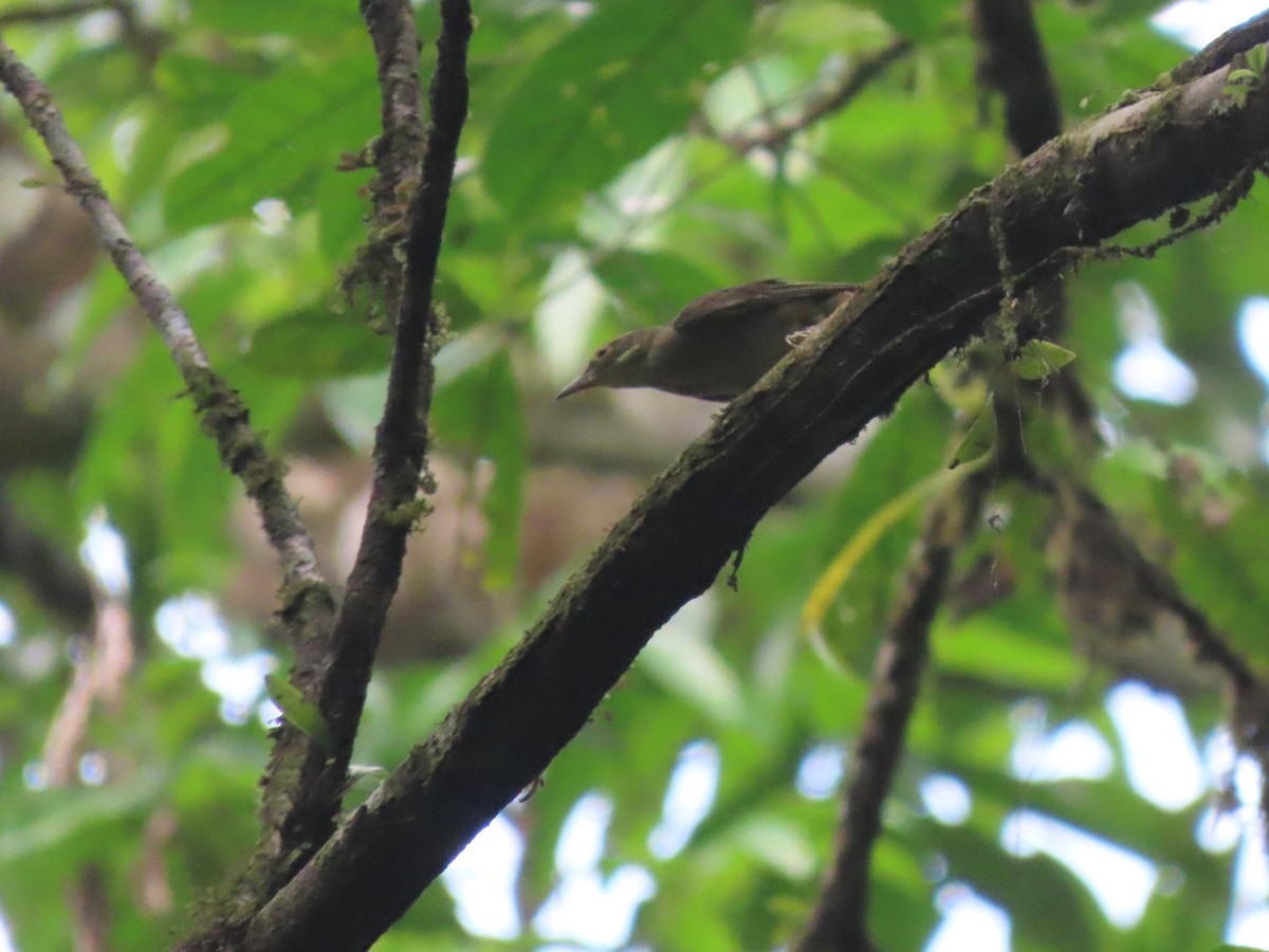 rødgumpløvgransker - ML627107501