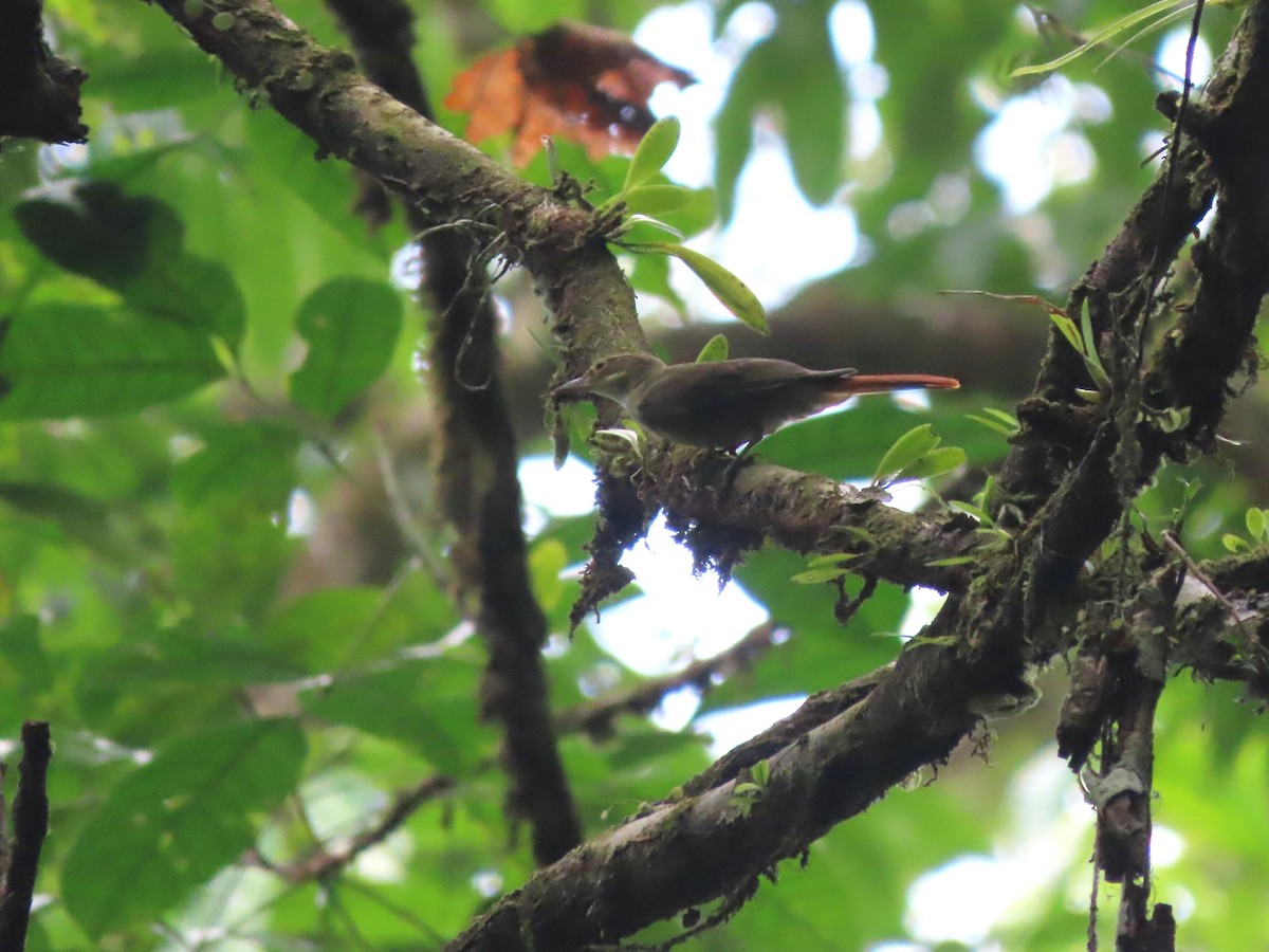 rødgumpløvgransker - ML627107502